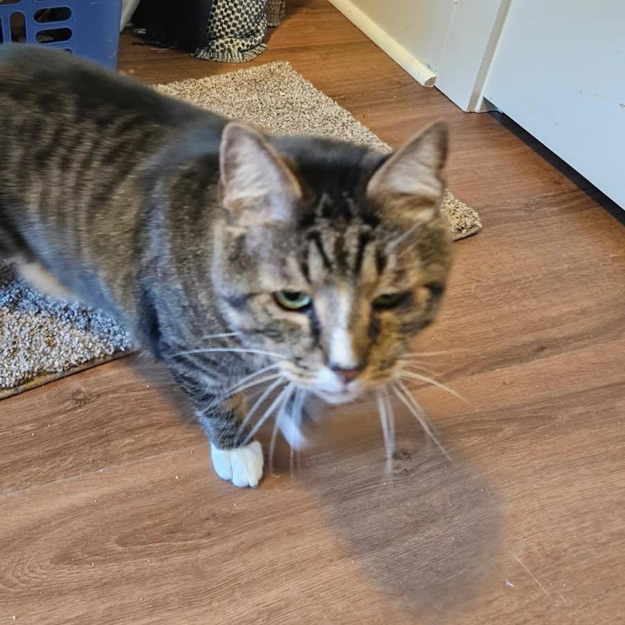 Andy, a Adoptable Domestic Short Hair in Winston-Salem, NC image 5/6