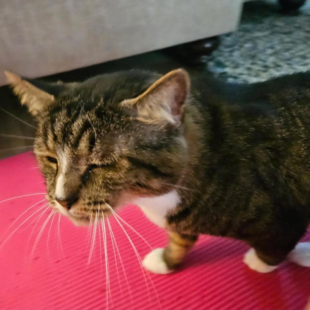 Andy, a Adoptable Domestic Short Hair in Winston-Salem, NC image 6/6