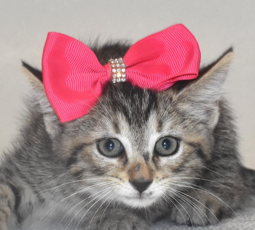 Enlarge Strawberry, a Adoptable mixed breed in Springfield, OH image 1/3