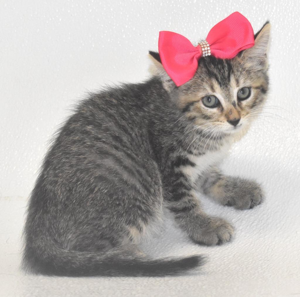 Enlarge Strawberry, a Adoptable mixed breed in Springfield, OH image 2/3