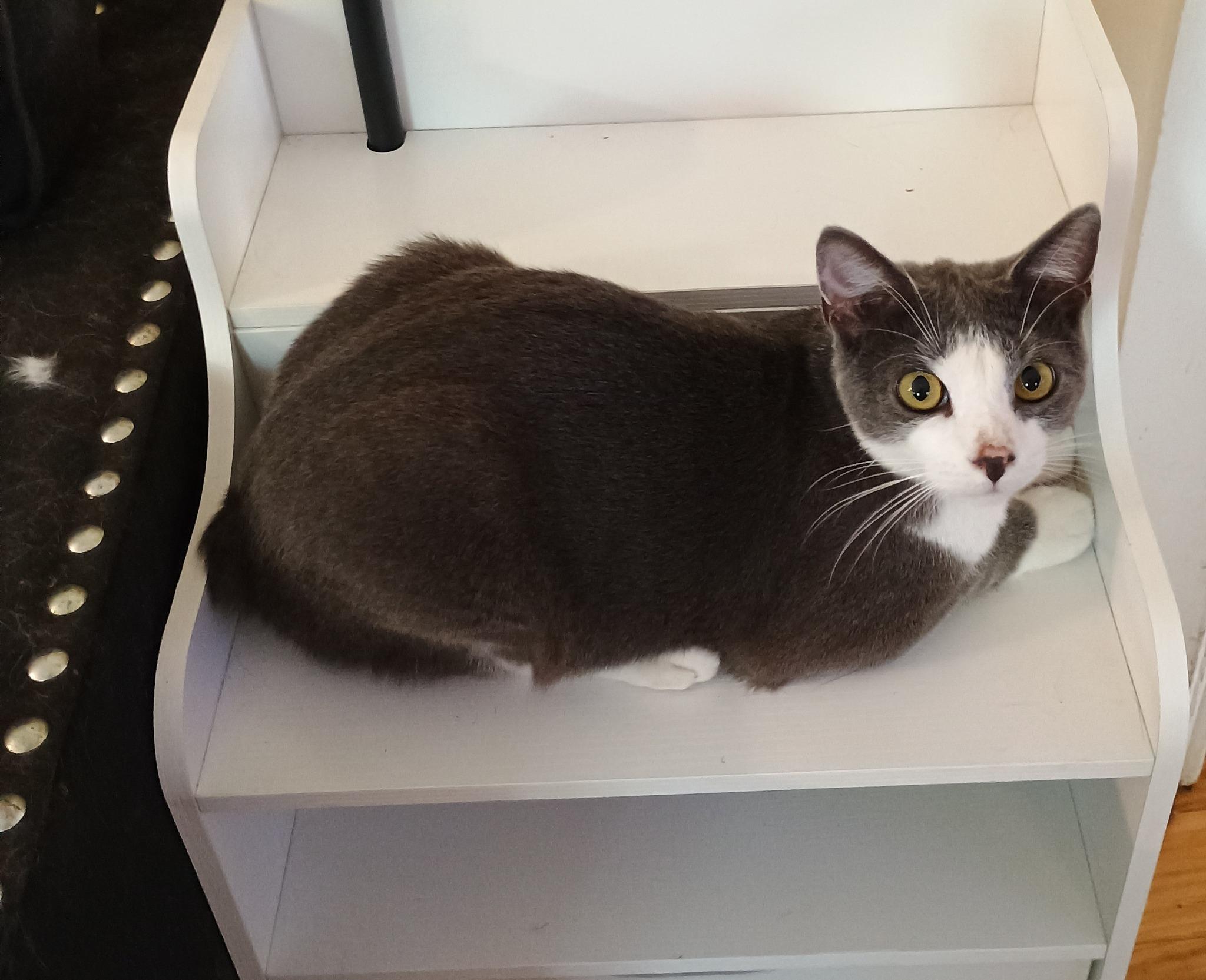 Goob - silly & loving, Adopted, Young Male Russian Blue & American Bobtail.