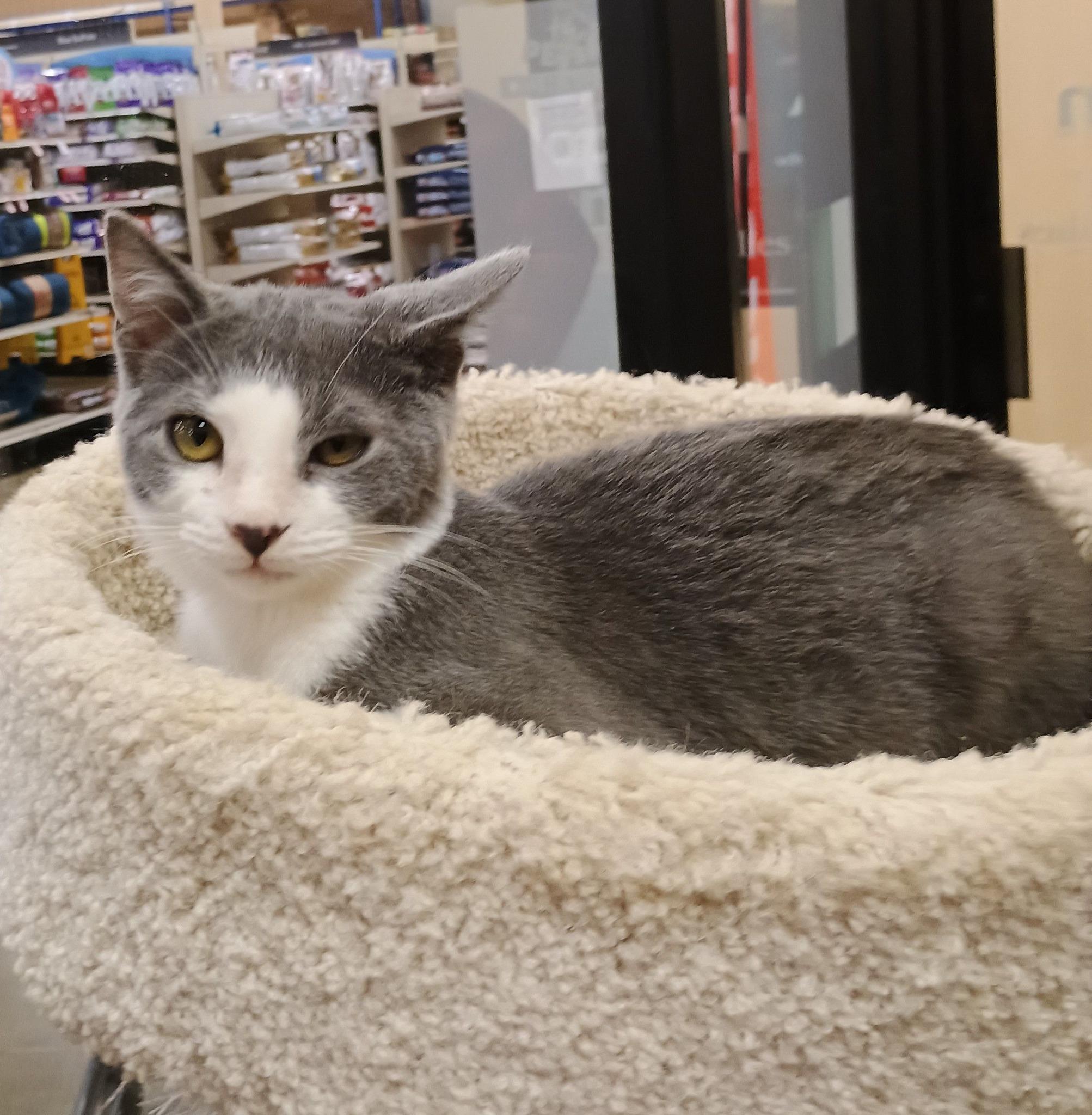 Goob - silly & loving, a Adopted mixed breed in Madison, TN image 2/3