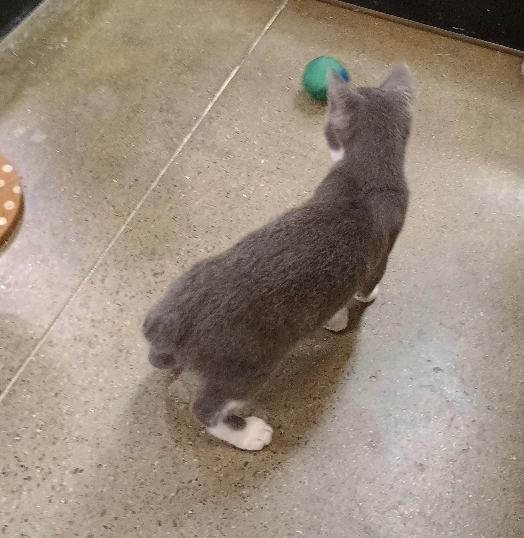 Goob - silly & loving, a Adopted mixed breed in Madison, TN image 3/3