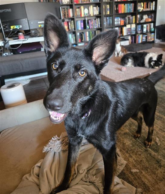 BOSTON, Adoptable, Young Female German Shepherd Dog.