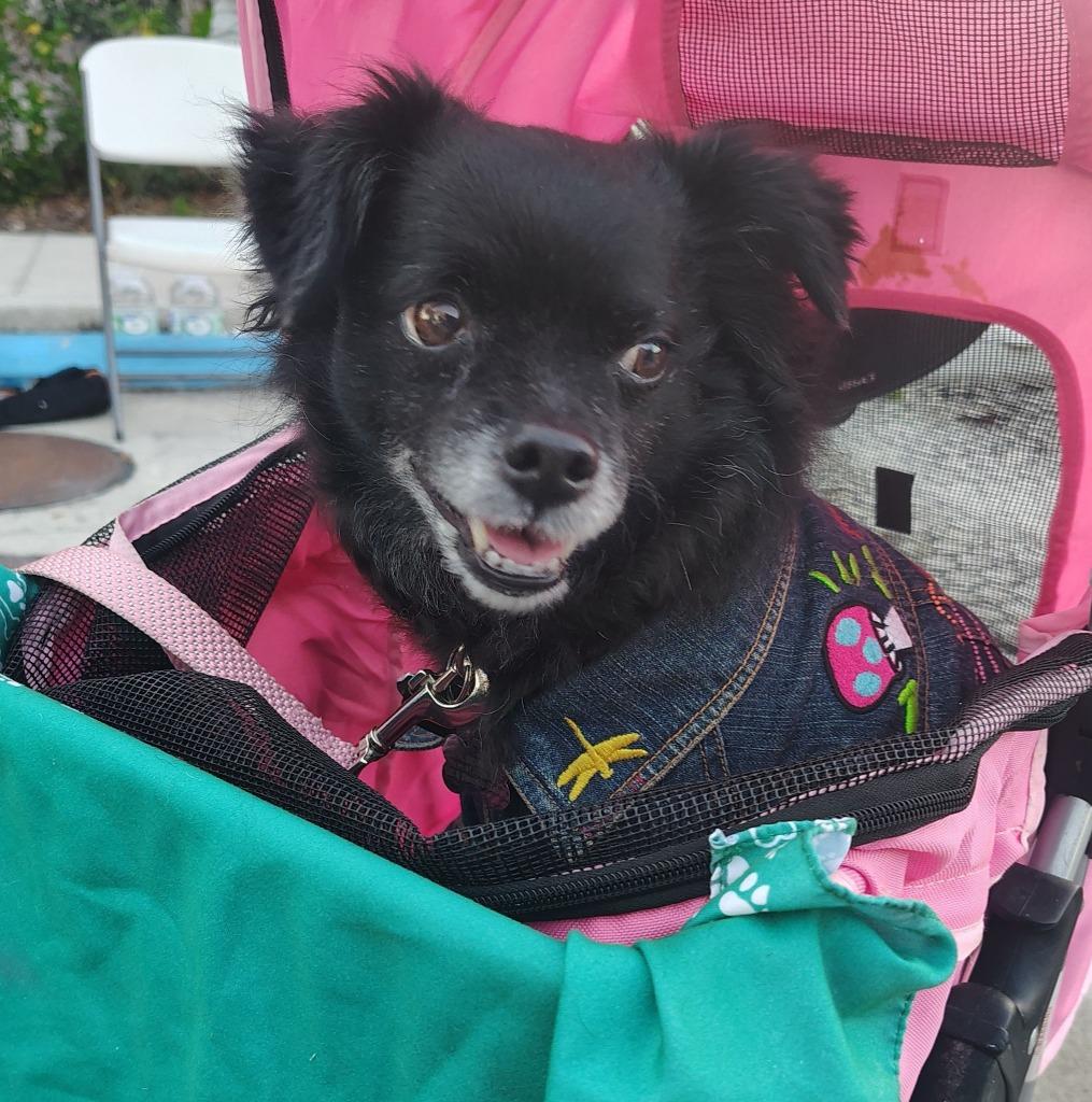 Misty (Foster), Adoptable, Adult Female Chihuahua & Pomeranian.