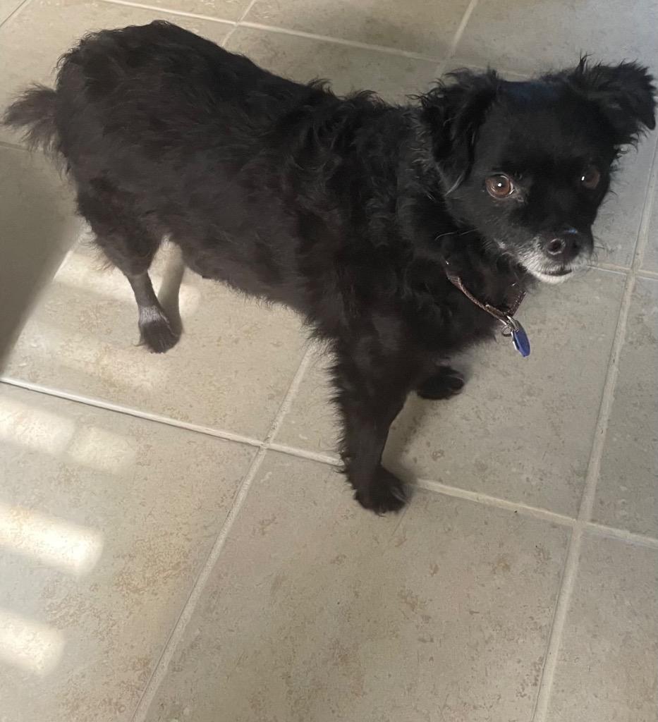 Misty (Foster), Adoptable, Adult Female Chihuahua & Mixed Breed.