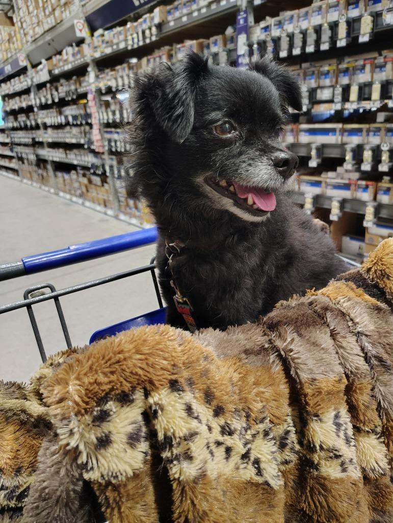 Enlarge Misty (Foster), a Adoptable mixed breed in Labelle, FL image 2/2