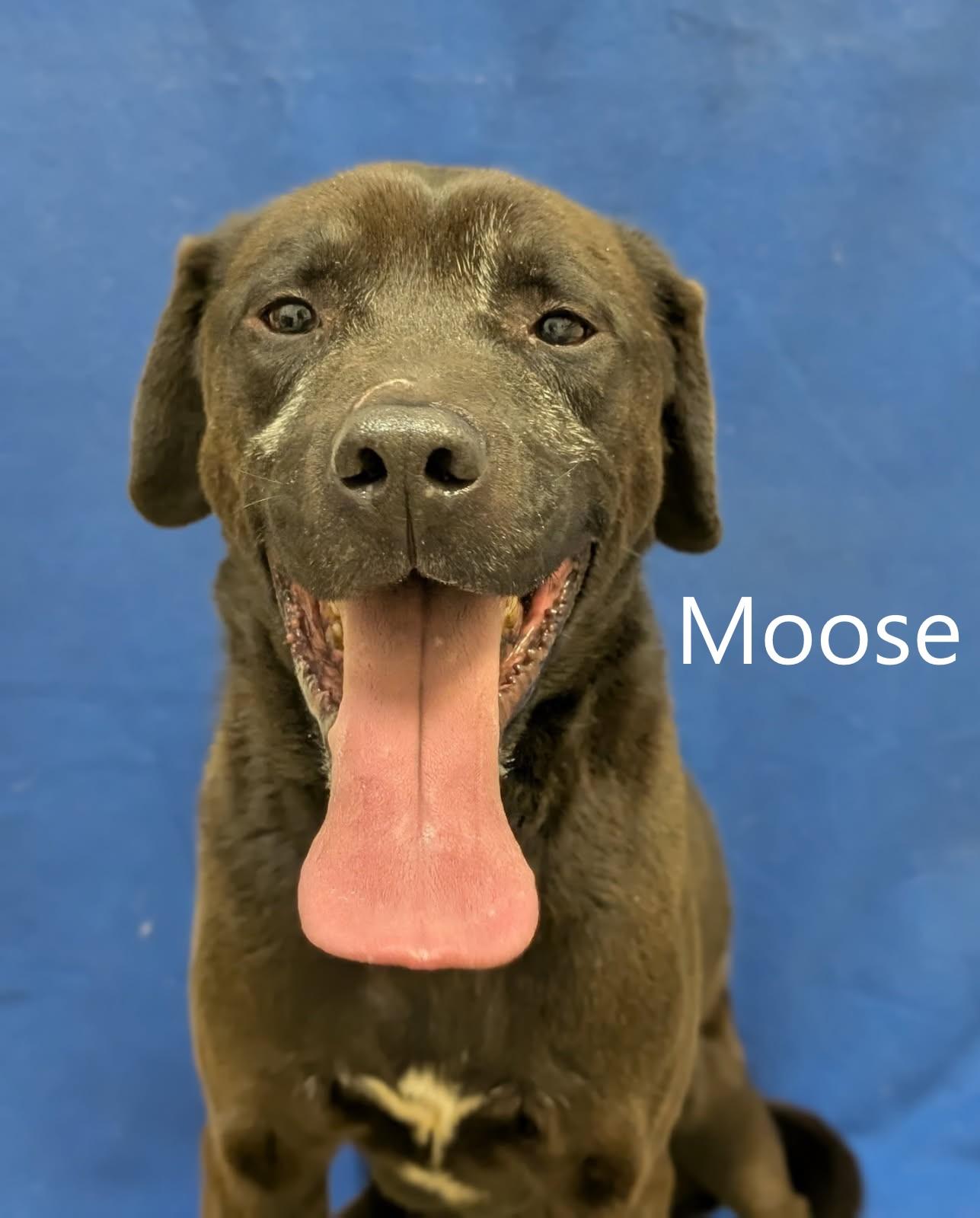 Enlarge Moose, a ADOPTABLE mixed breed in Mount Vernon, OH image 1/1