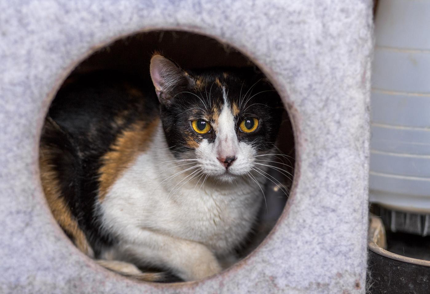 Lottie, Adopted, Adult Female Domestic Short Hair.