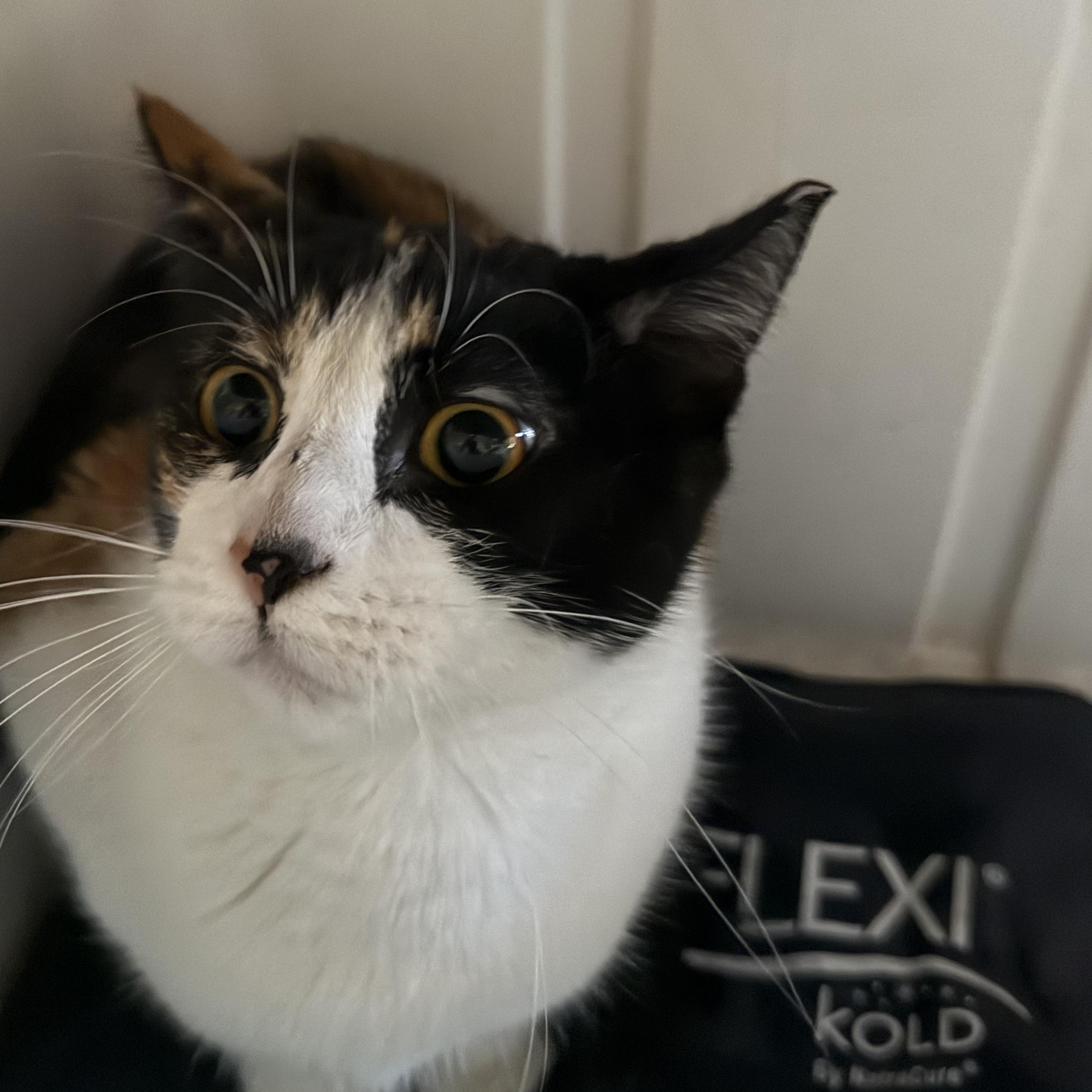 Lottie, ADOPTABLE, Adult Female Domestic Short Hair.