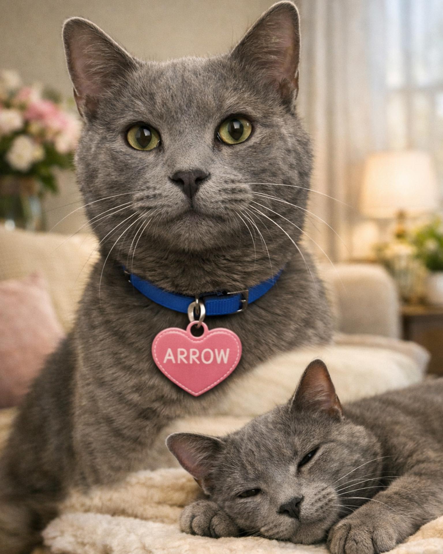 Enlarge Arrow, an adopted mixed breed in Fort Worth, TX image 1/1