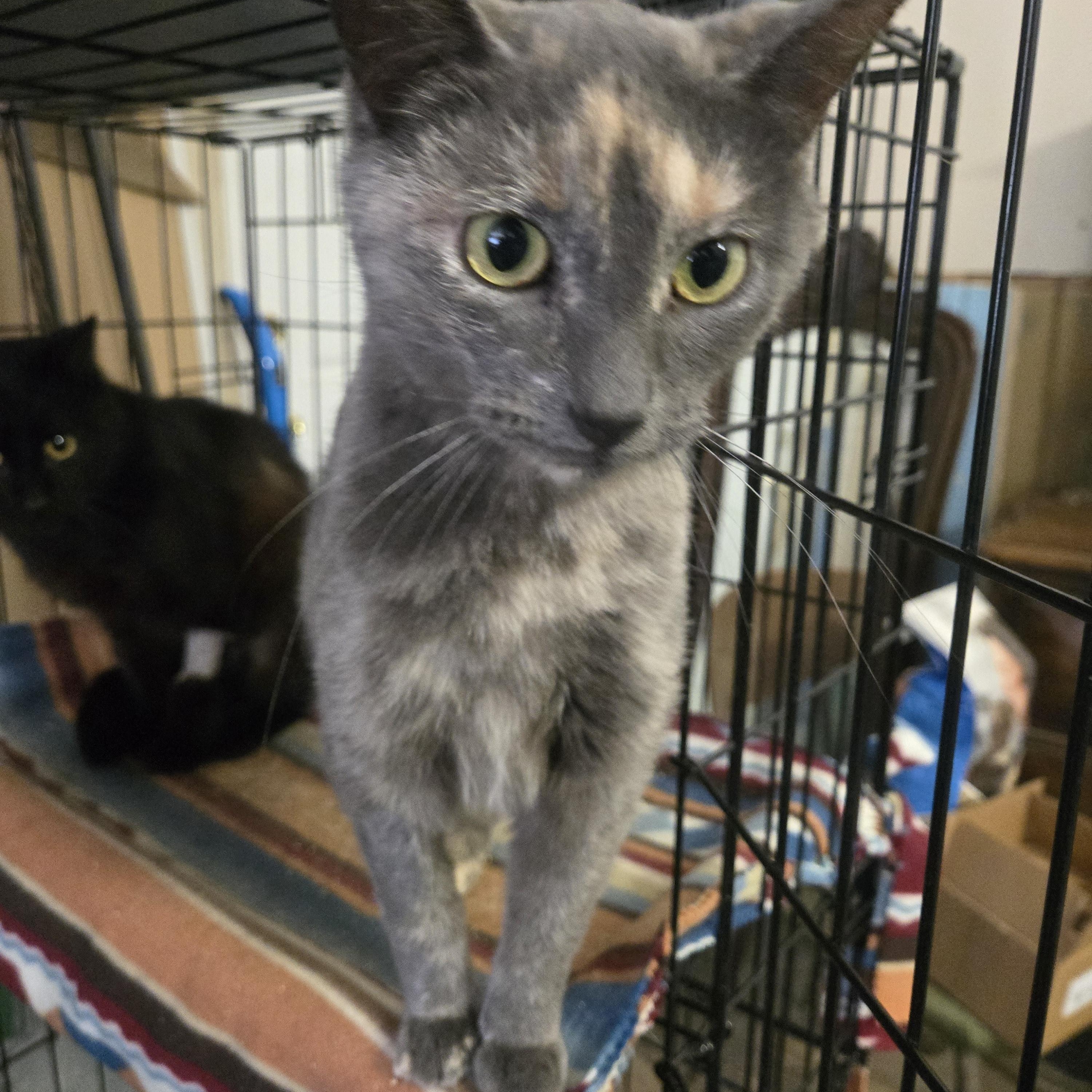 Enlarge Tessa, an adopted Dilute Tortoiseshell in Reeseville, WI image 3/3