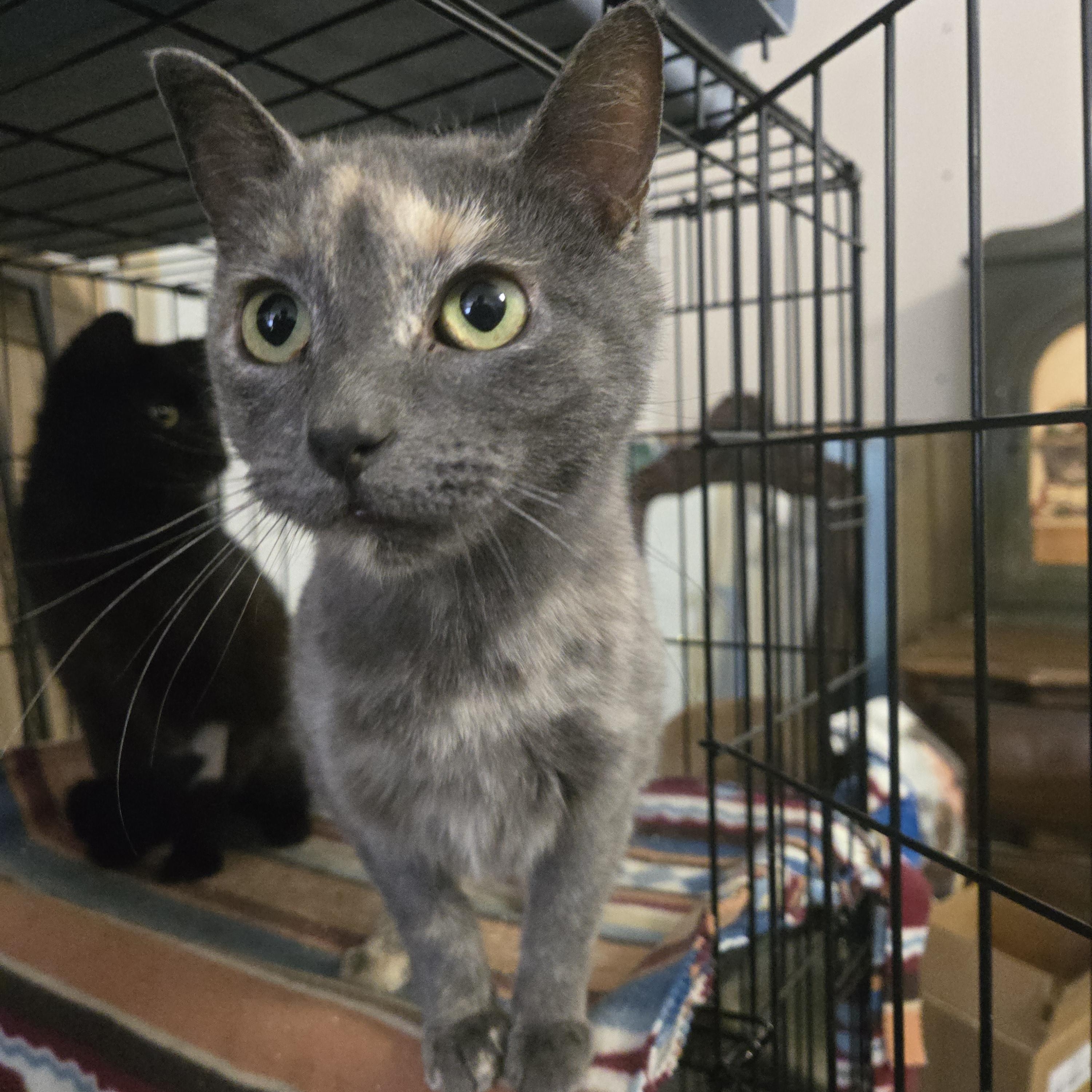 Enlarge Tessa, an adopted Dilute Tortoiseshell in Reeseville, WI image 2/3