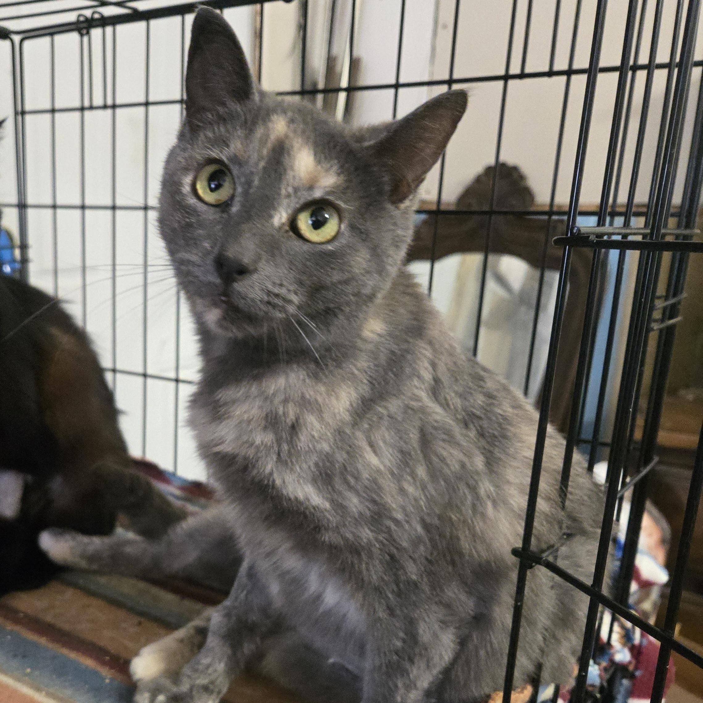 Tessa, adopted, Young Female Dilute Tortoiseshell.