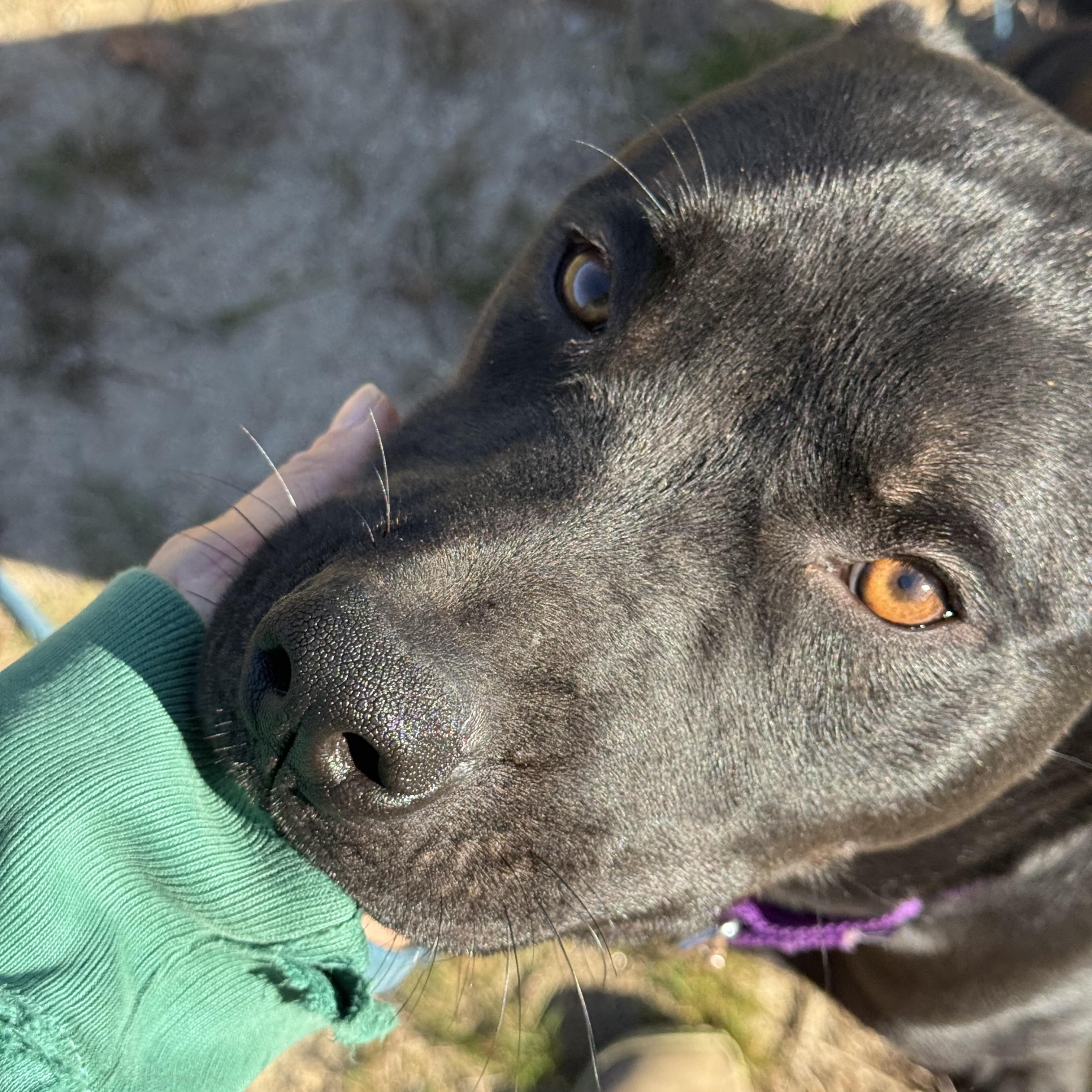 Enlarge Moe, a Adoptable mixed breed in Carver, MA image 2/2