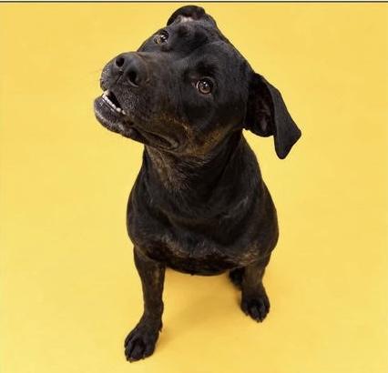 Moe, Adoptable, Young Male Rottweiler.