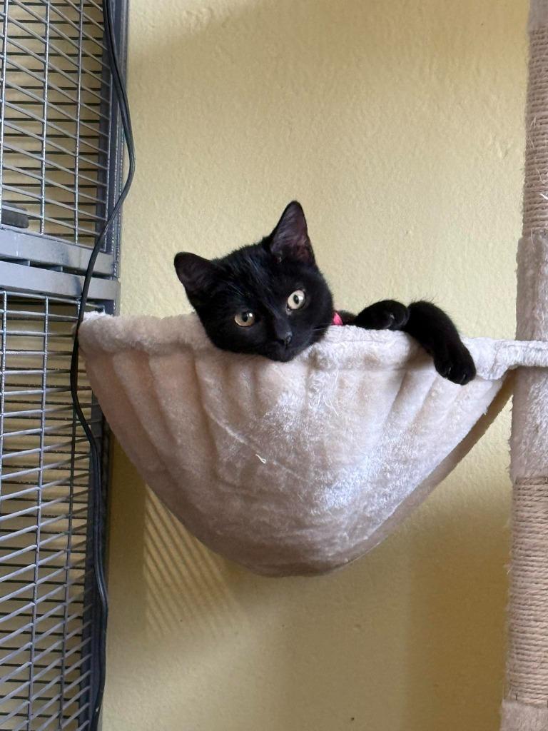 Pebbles, Adoptable, Kitten Female Domestic Medium Hair.