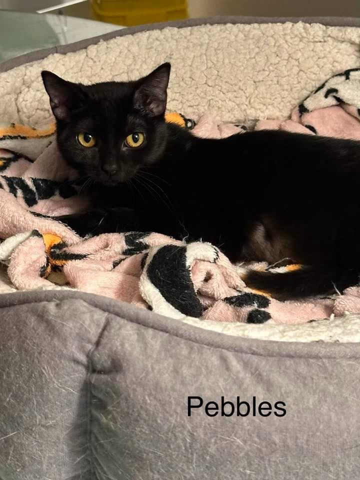 Enlarge Pebbles, a Adoptable mixed breed in Libertyville, IL image 2/6