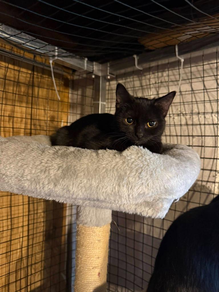 Enlarge Pebbles, a Adoptable mixed breed in Libertyville, IL image 3/6