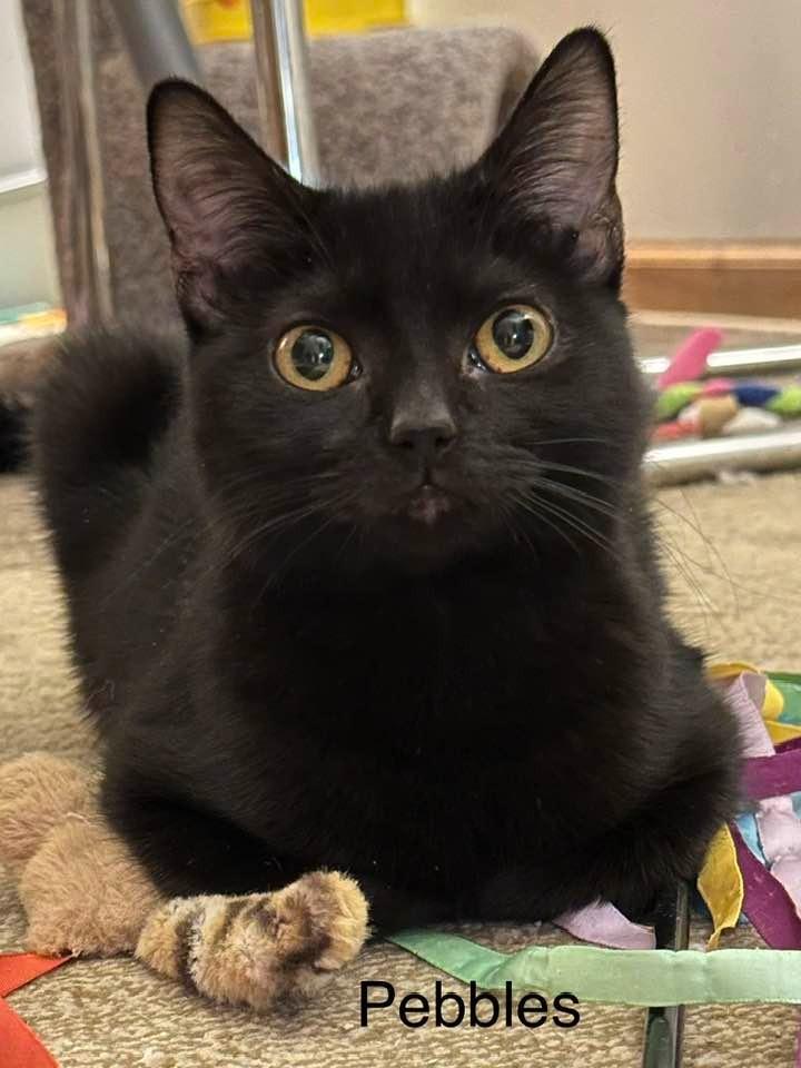 Enlarge Pebbles, a Adoptable mixed breed in Libertyville, IL image 4/6