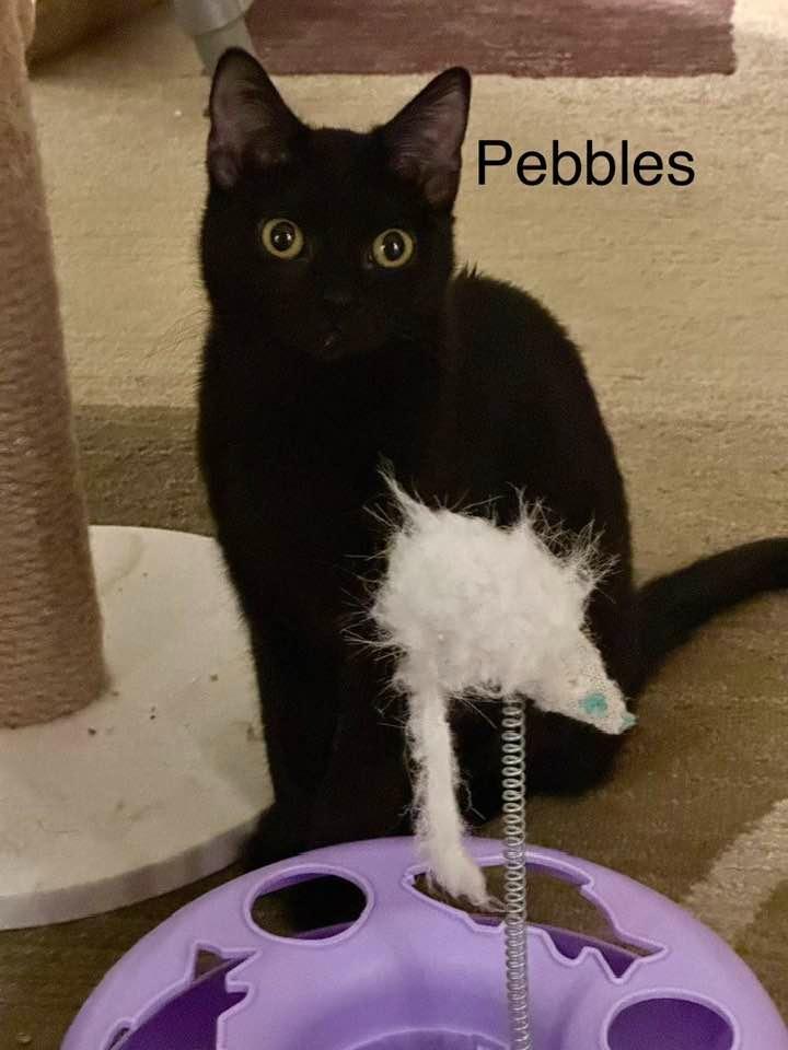 Enlarge Pebbles, a Adoptable mixed breed in Libertyville, IL image 5/6