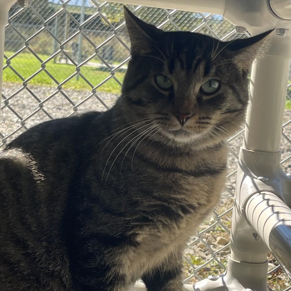 Enlarge Breadstick, a Adoptable Domestic Short Hair in New Philadelphia, OH image 1/1