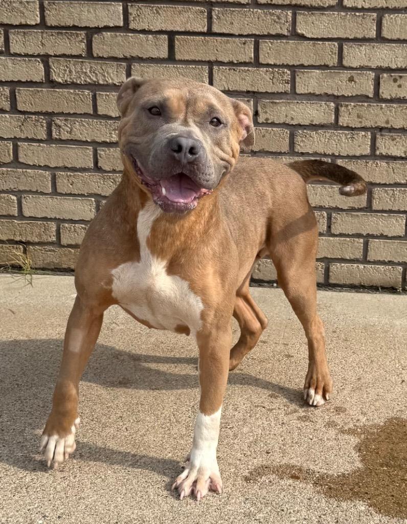 Jenika, Adoptable, Adult Female Pit Bull Terrier.