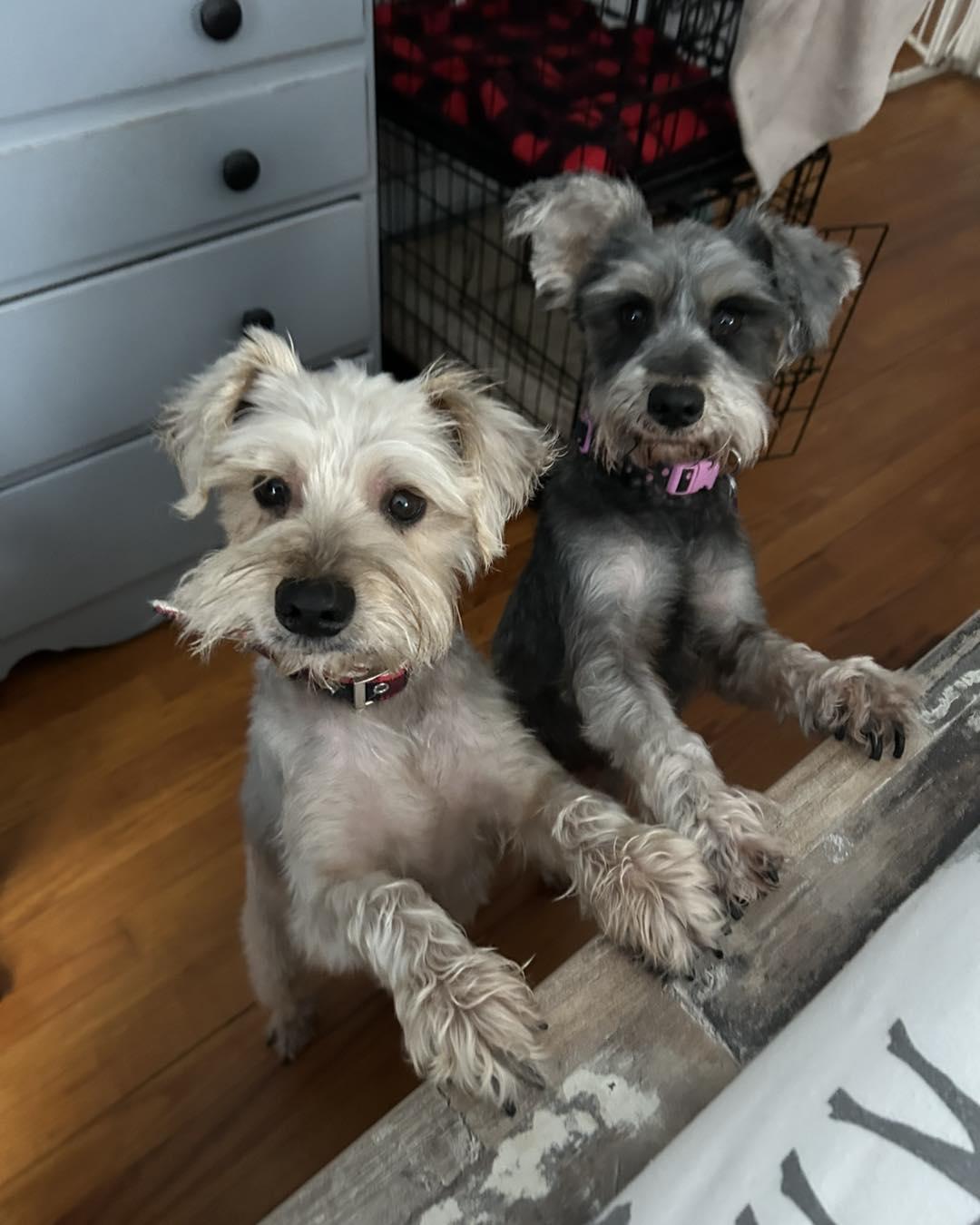 Enlarge Bell , a ADOPTABLE Miniature Schnauzer in Winsted, CT image 2/4