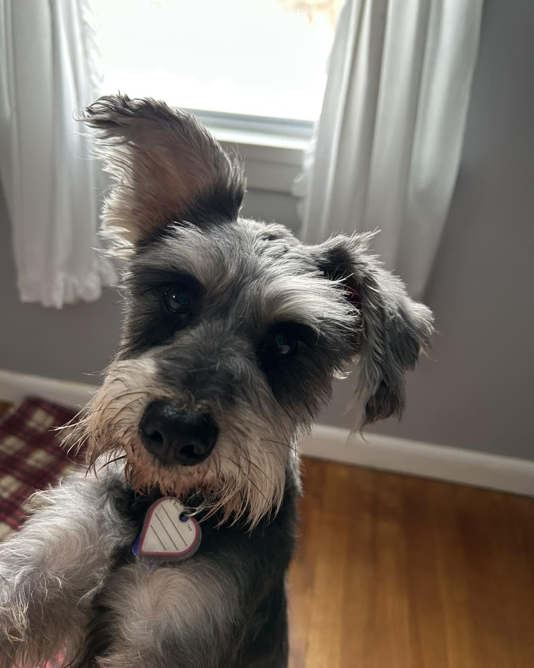 Bell , ADOPTABLE, Young Female Miniature Schnauzer.