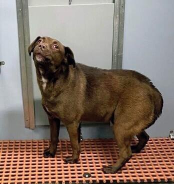 Enlarge Charlotte, a Adoptable Mixed Breed in Georgetown, OH image 1/1