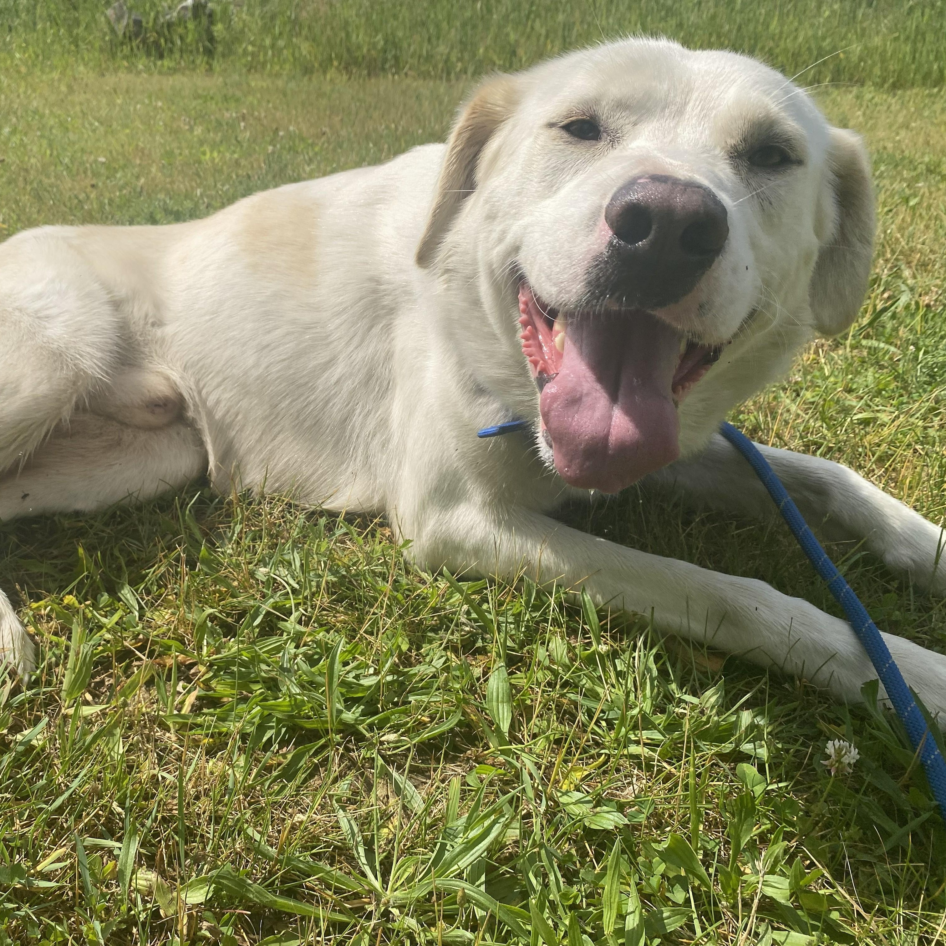 Enlarge Stuart, a Adoptable mixed breed in Allegan, MI image 6/6
