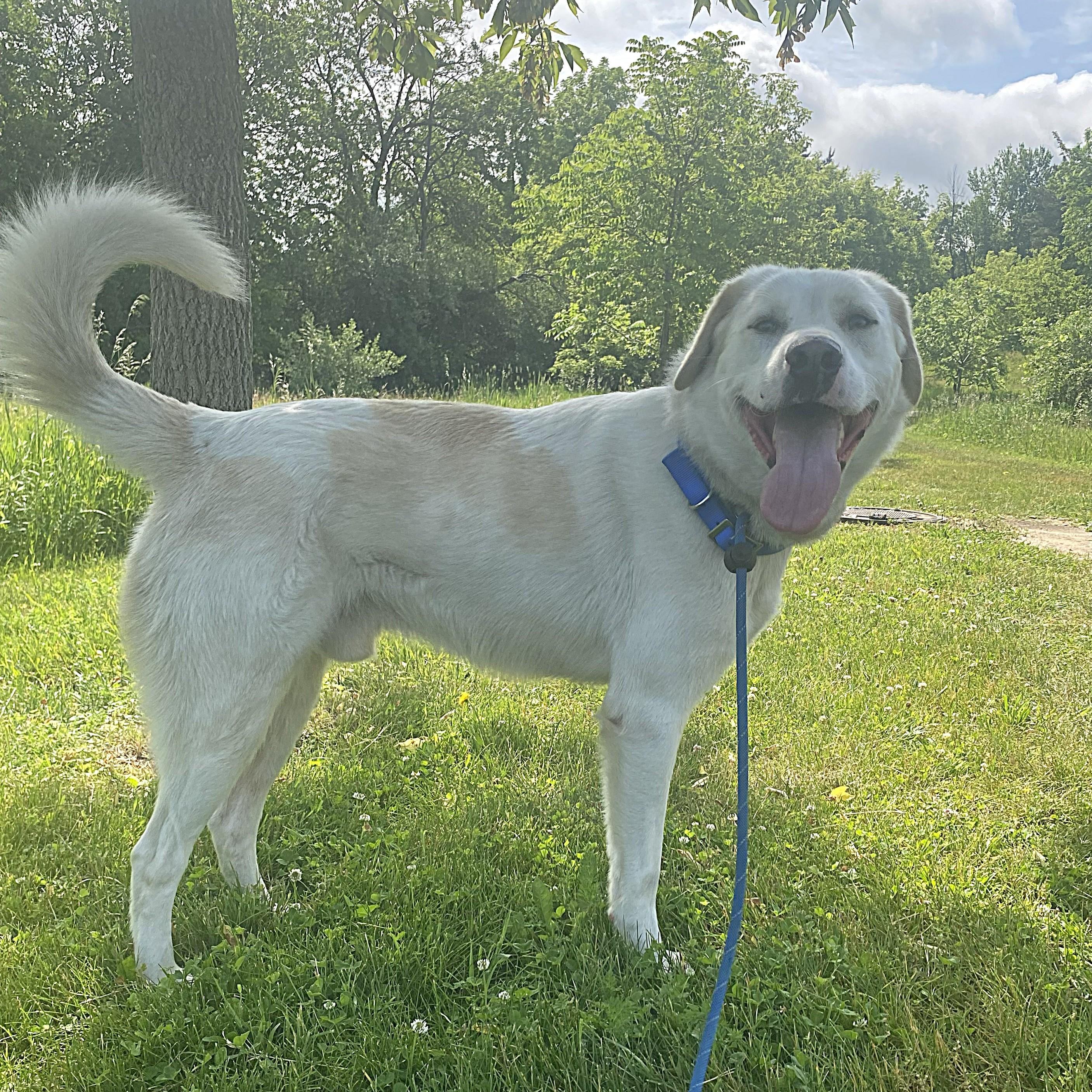 Enlarge Stuart, a Adoptable mixed breed in Allegan, MI image 4/6