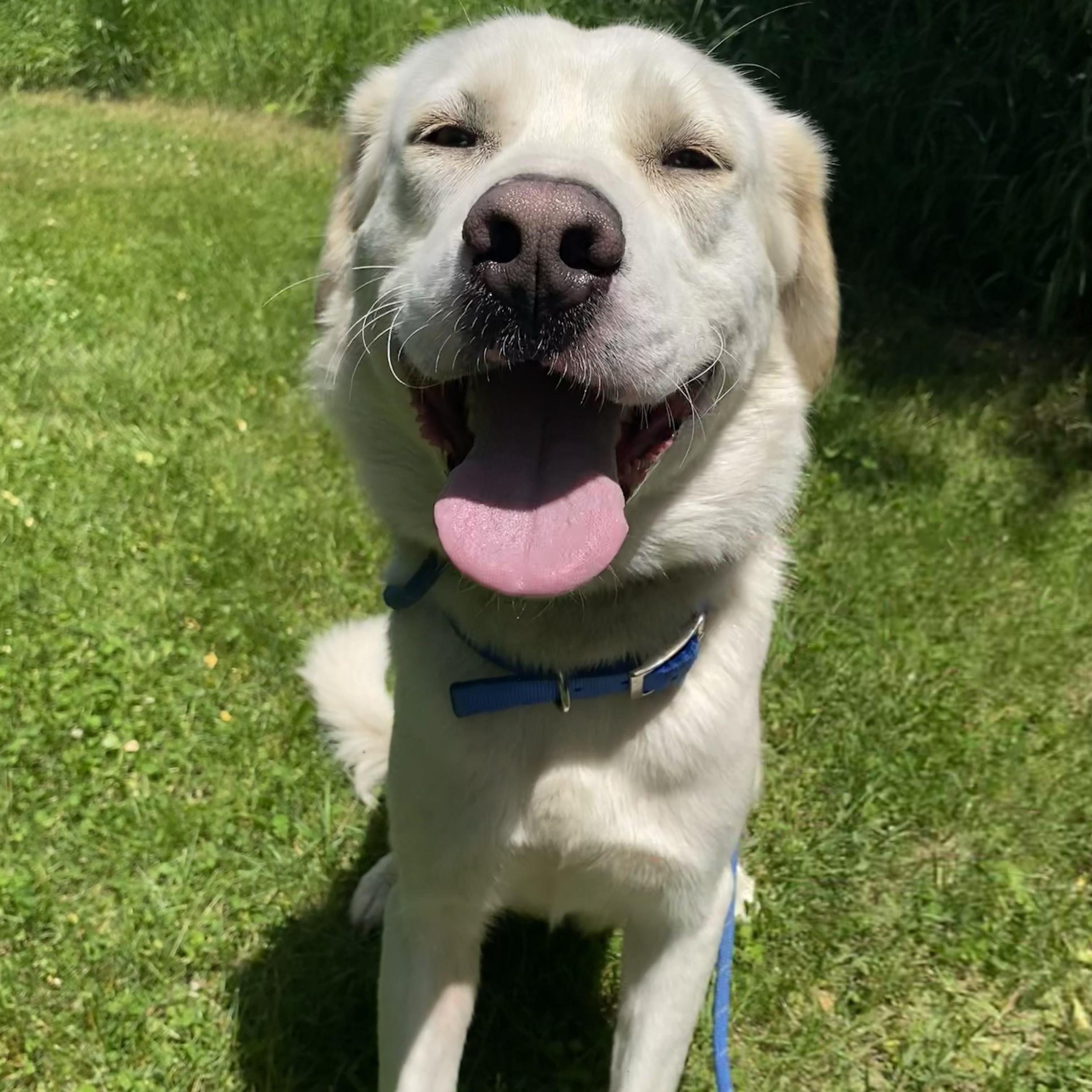 Stuart, Adoptable, Adult Male Great Pyrenees.