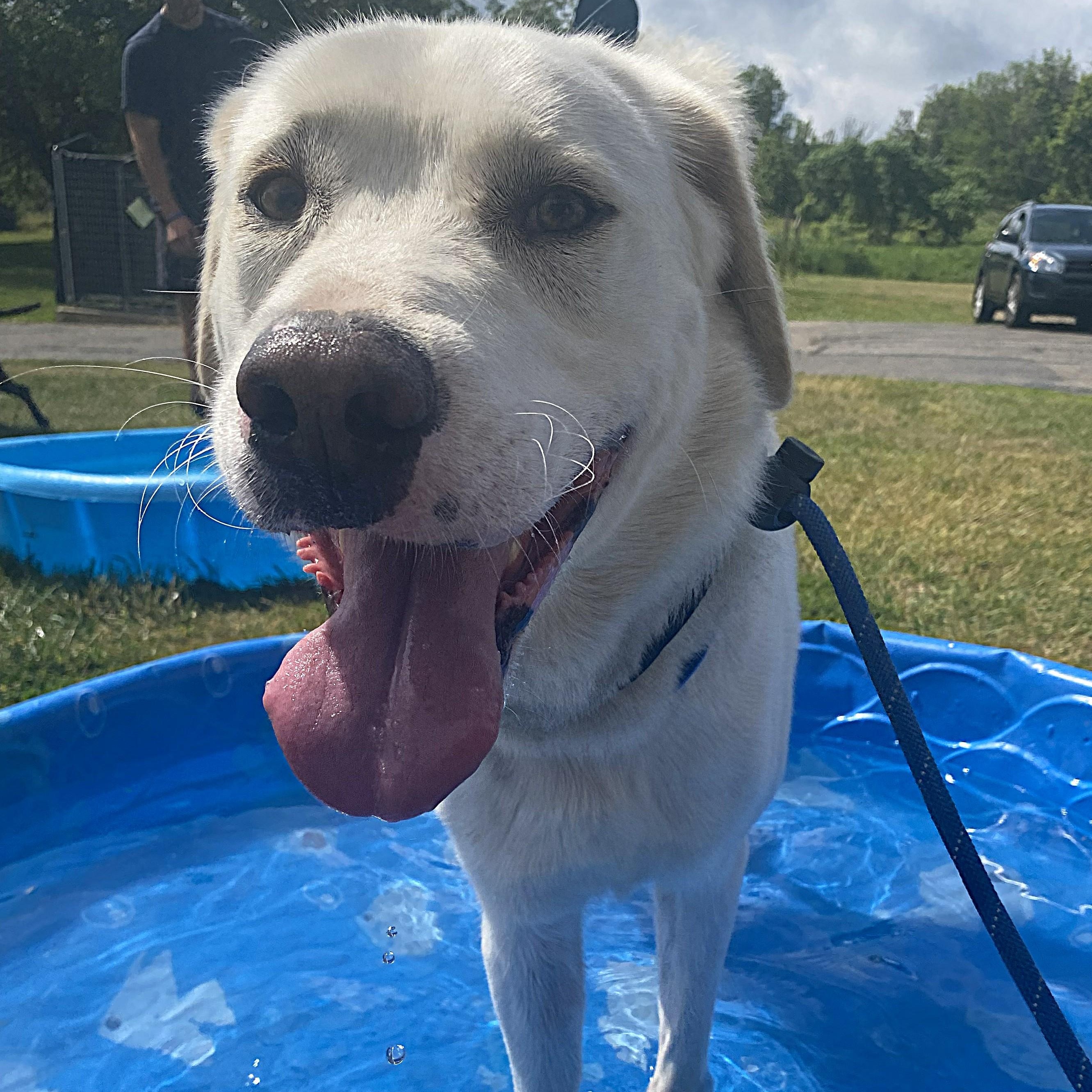Enlarge Stuart, a Adoptable mixed breed in Allegan, MI image 5/6