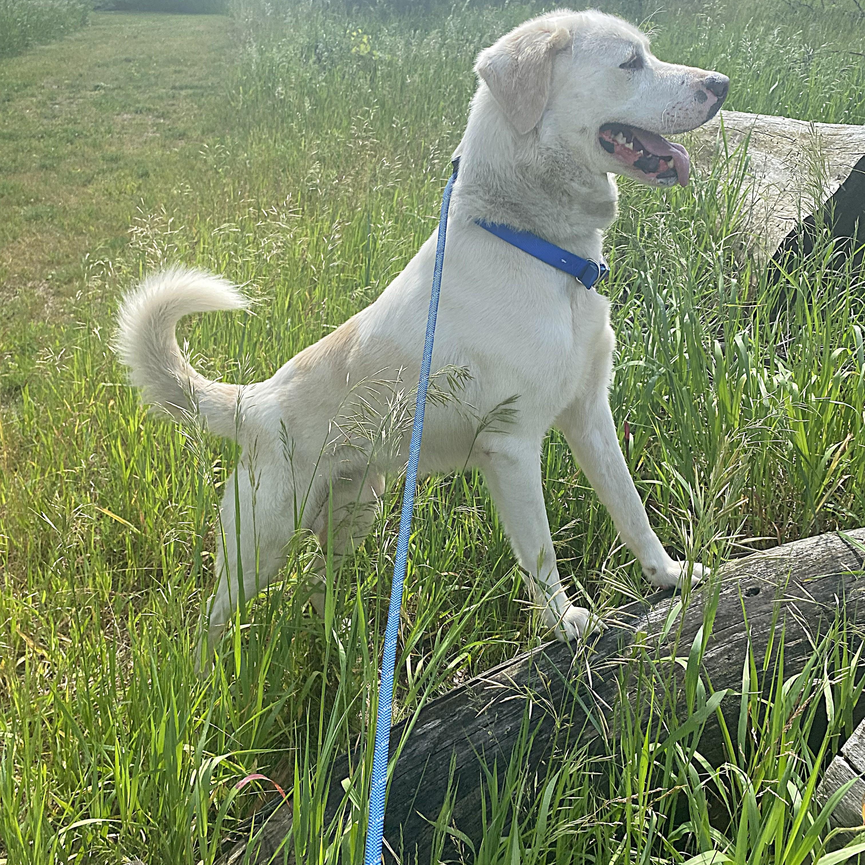 Enlarge Stuart, a Adoptable mixed breed in Allegan, MI image 3/6