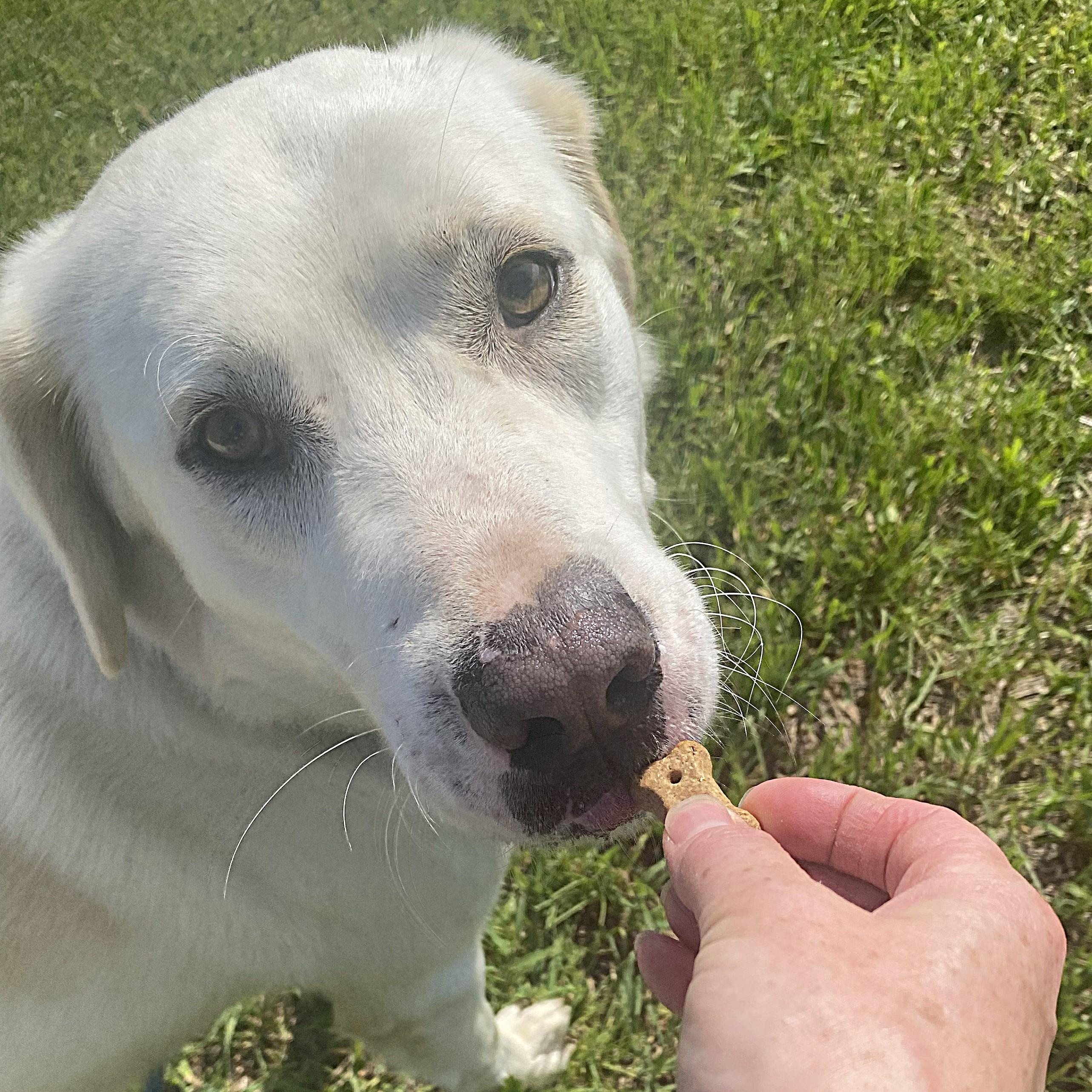 Enlarge Stuart, a Adoptable mixed breed in Allegan, MI image 2/6