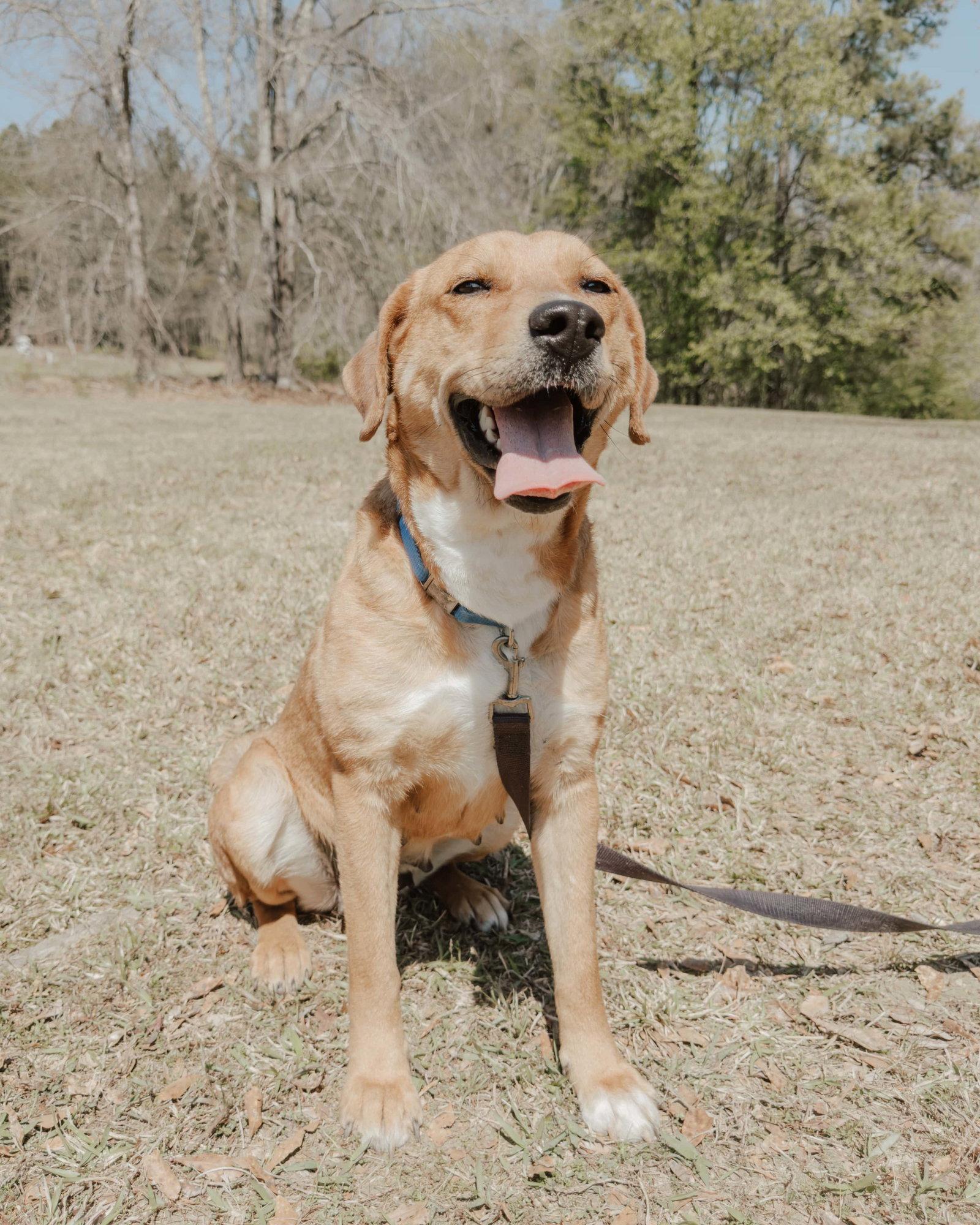 Enlarge Joone, a Adoptable mixed breed in Attalla, AL image 1/3