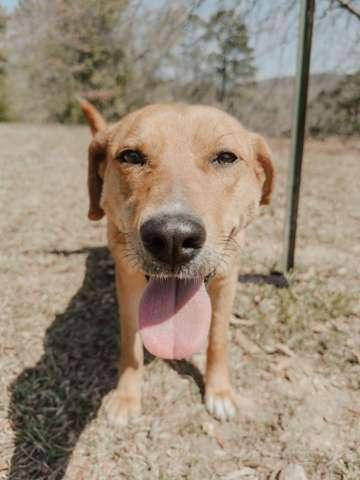 Enlarge Joone, a Adoptable mixed breed in Attalla, AL image 2/3