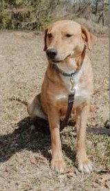 Enlarge Joone, a Adoptable mixed breed in Attalla, AL image 3/3