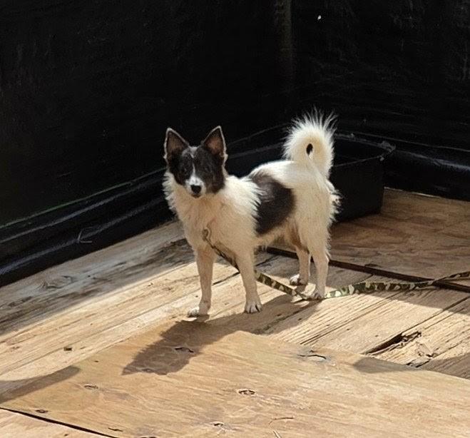 Enlarge BRISTOL, a Adoptable mixed breed in Troutman, NC image 3/5