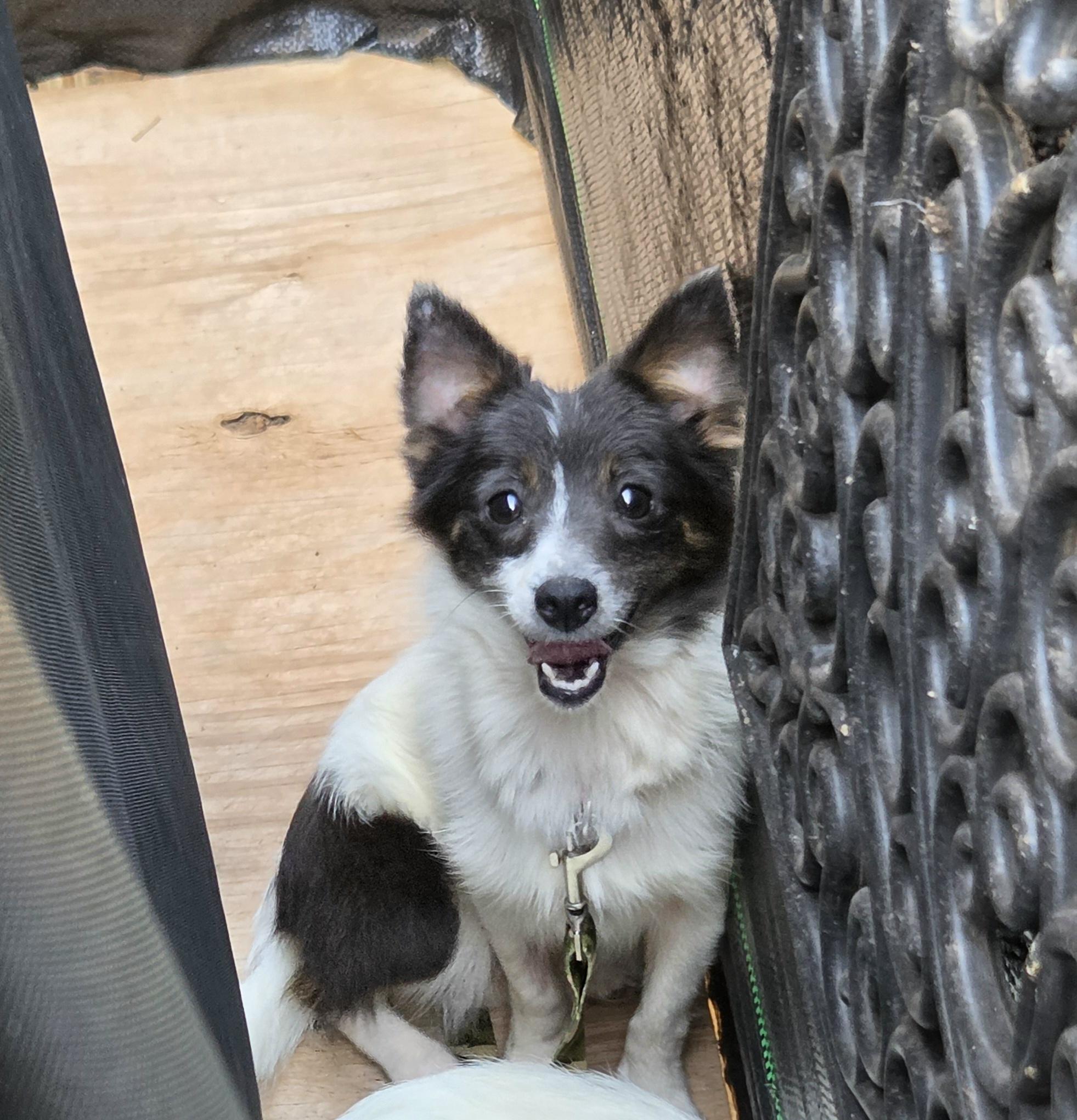BRISTOL, Adoptable, Young Female Papillon & Chihuahua.