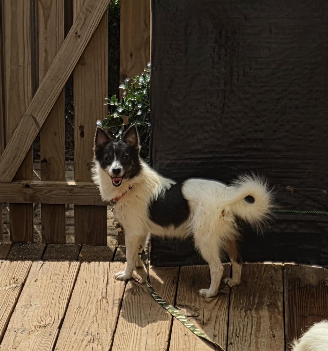 Enlarge BRISTOL, a Adoptable mixed breed in Troutman, NC image 4/5