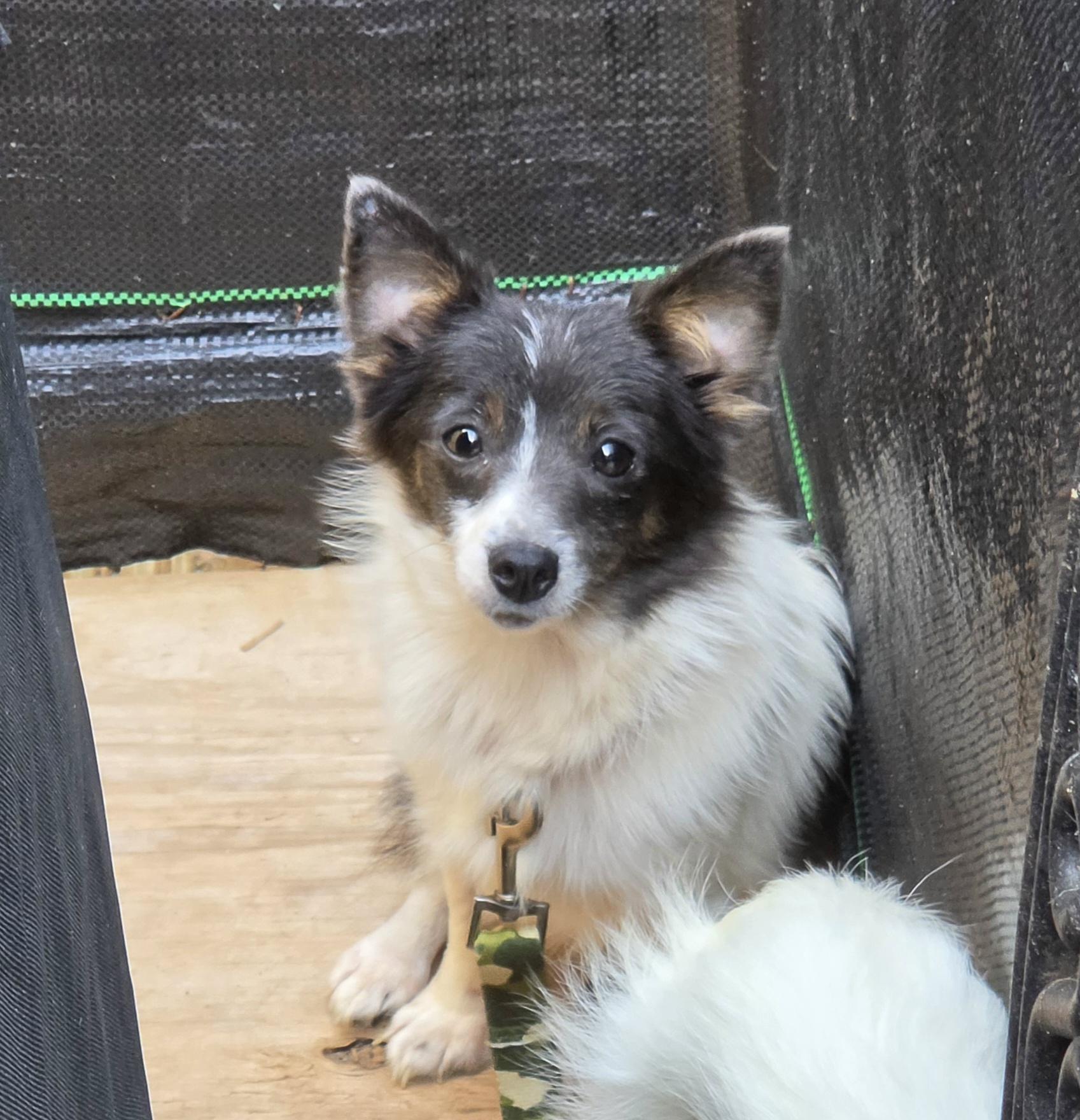 Enlarge BRISTOL, a Adoptable mixed breed in Troutman, NC image 2/5
