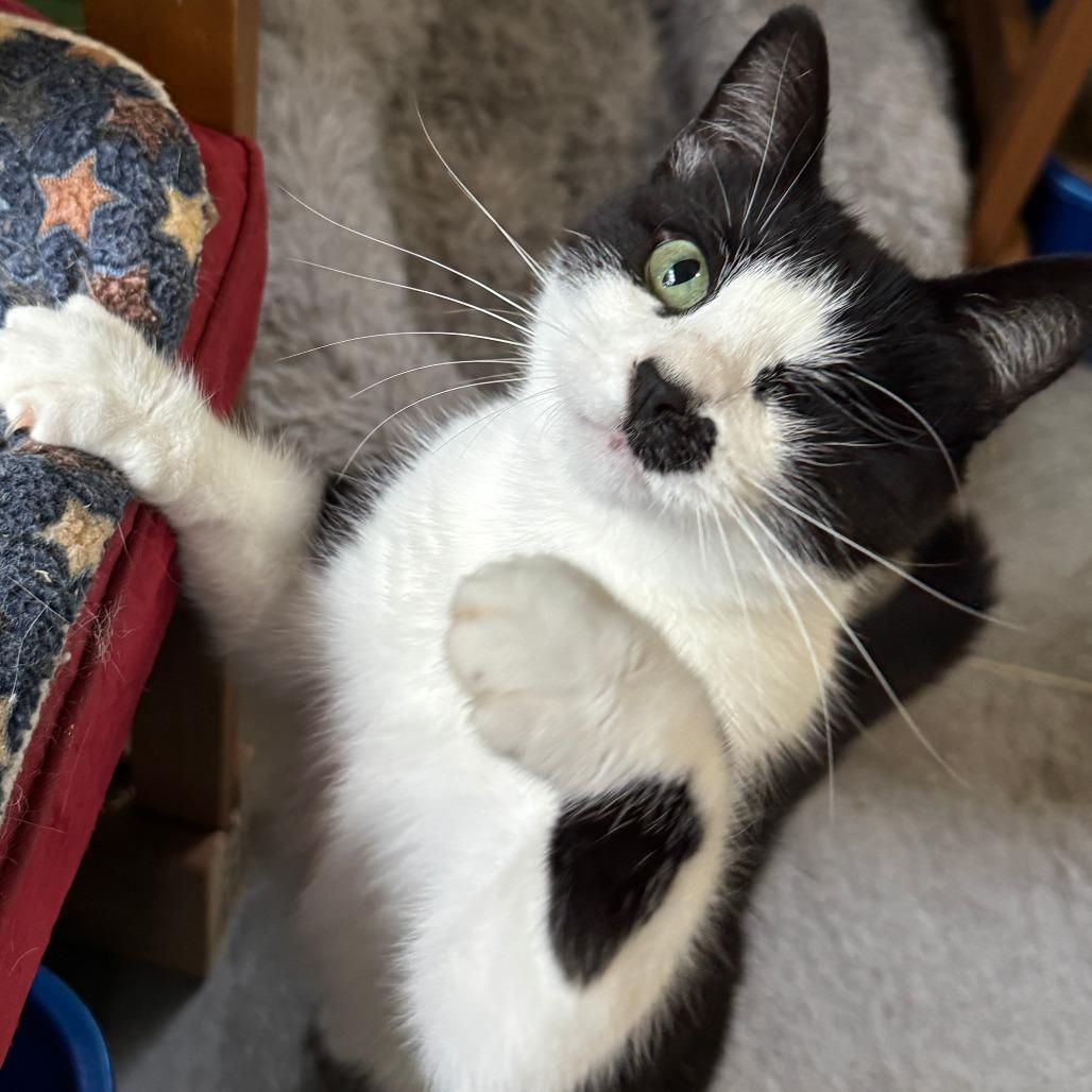 Maria, Adoptable, Adult Female Domestic Short Hair.