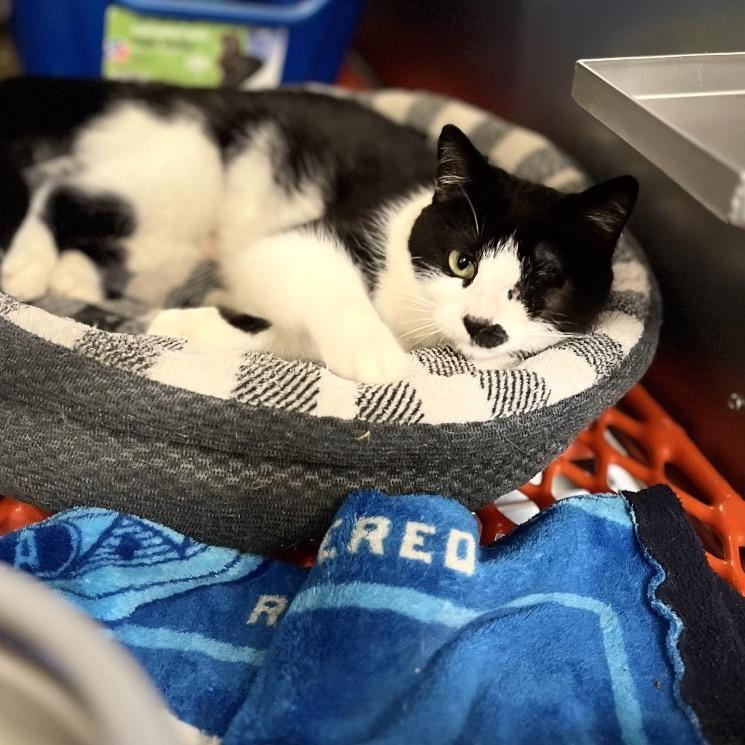 Enlarge Maria, a Adoptable Domestic Short Hair in Portage, MI image 2/5