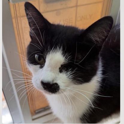 Enlarge Maria, a Adoptable Domestic Short Hair in Portage, MI image 3/5