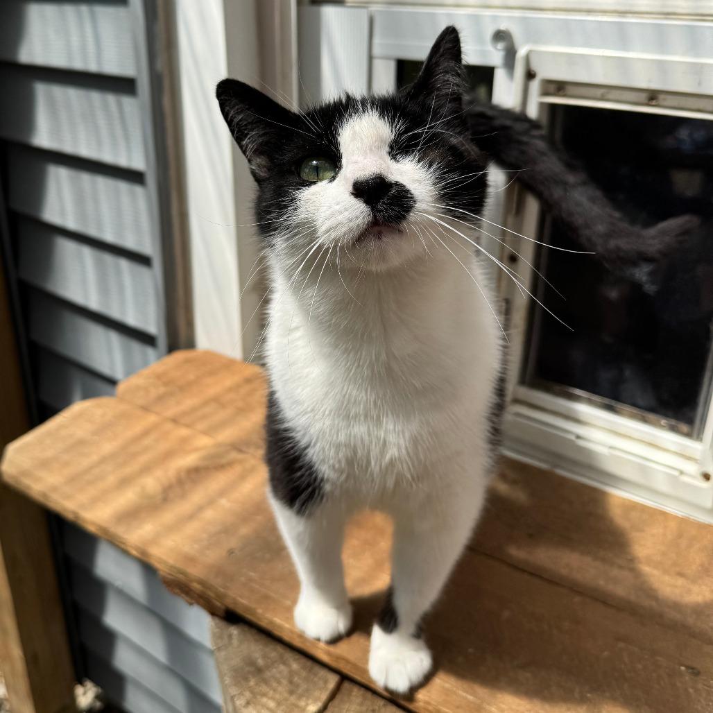 Enlarge Maria, a Adoptable Domestic Short Hair in Portage, MI image 4/5