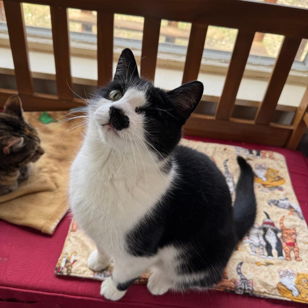 Enlarge Maria, a Adoptable Domestic Short Hair in Portage, MI image 5/5