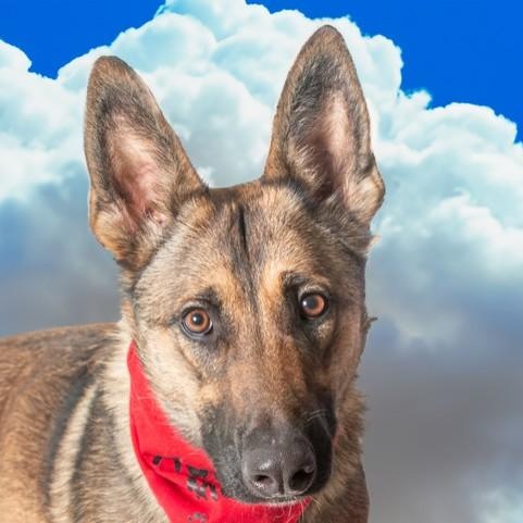 Enlarge Mallory, a ADOPTABLE Belgian Shepherd / Malinois in San Andreas, CA image 4/4