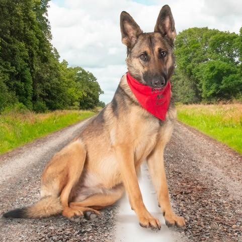 Enlarge Mallory, a ADOPTABLE Belgian Shepherd / Malinois in San Andreas, CA image 3/4